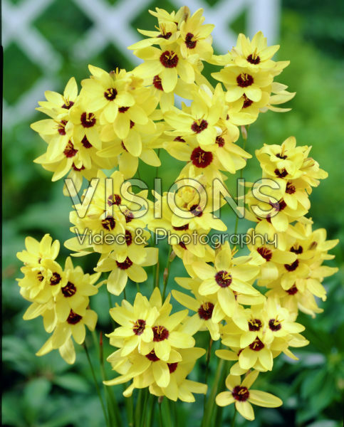 Иксия Йеллоу Имперор